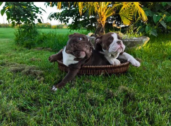 Bulldog Inglese cuccioli maschio e femmina | Foto 0