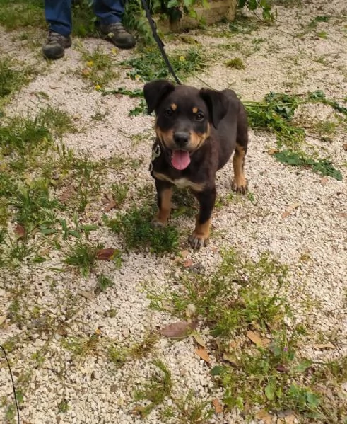 Rottweiler cuccioli maschio e femmina | Foto 1