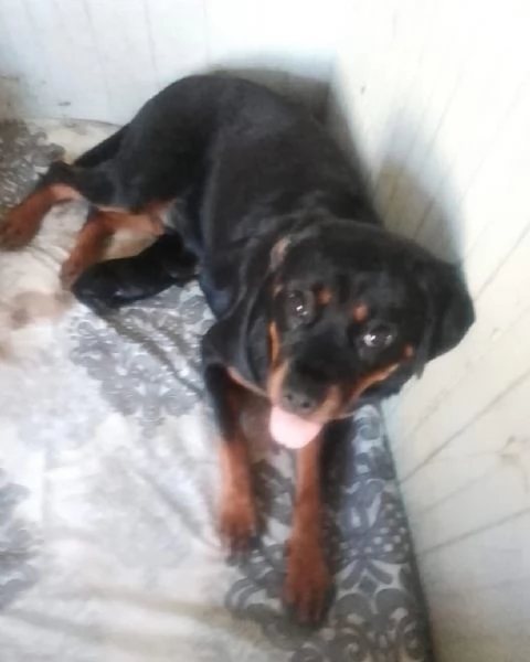 Rottweiler cuccioli maschio e femmina | Foto 0