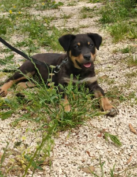 Rottweiler cuccioli maschio e femmina