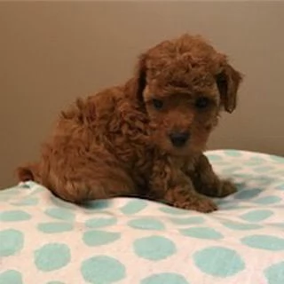 Barboncino Toy cuccioli maschio e femmina