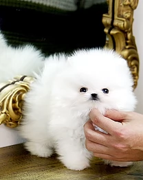  Pomeranian Toy cuccioli maschio e femmina