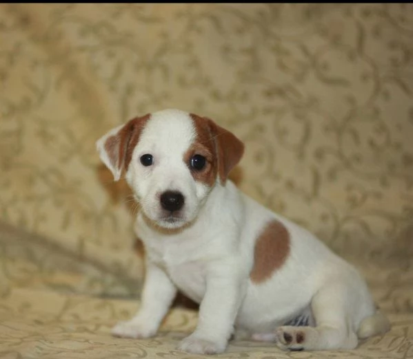 Jack Russell cuccioli maschio e femmina