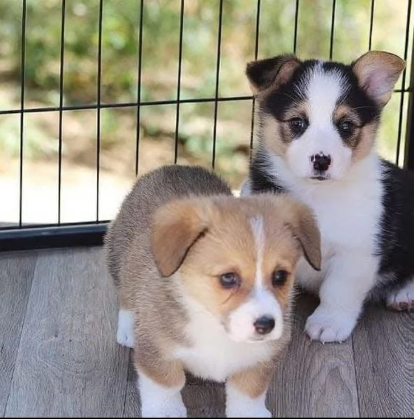 Welsh Corgi cuccioli maschio e femmina