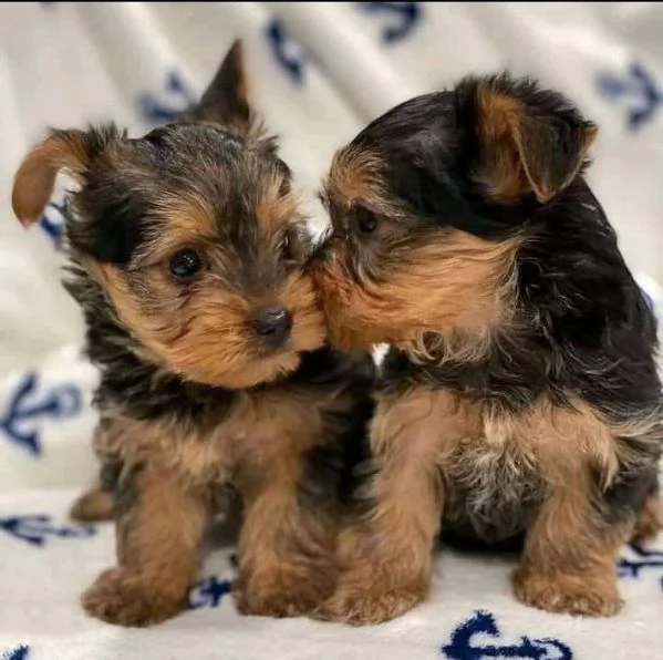 Yorkshire Terrier cuccioli maschio e femmina