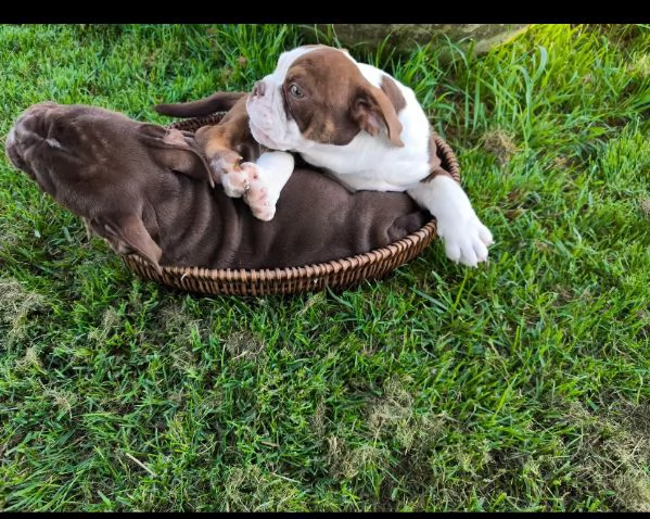 Bulldog Inglese cuccioli maschio e femmina | Foto 1