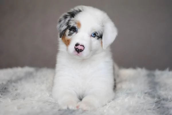 Cuccioli di Border Collie in cerca di una casa piena damore | Foto 0