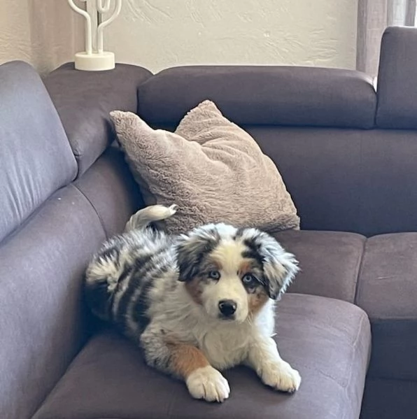 Dolci cuccioli Border Collie cercano una famiglia per sempre | Foto 0