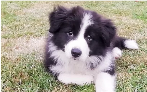 Regalo responsabilmente cuccioli Border Collie