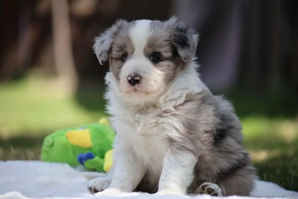 Border Collie cuccioli  Adotta un piccolo genio del mondo canino | Foto 0