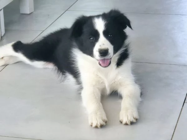 Cerchi un cucciolo Border Collie Eccoli qui pronti per te | Foto 0