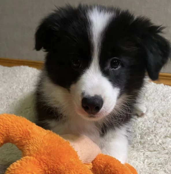 Border Collie cuccioli  Adotta un piccolo genio del mondo canino