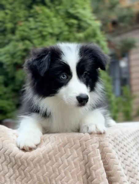Cuccioli Border Collie  Adottali e cambia la loro vita e la tua