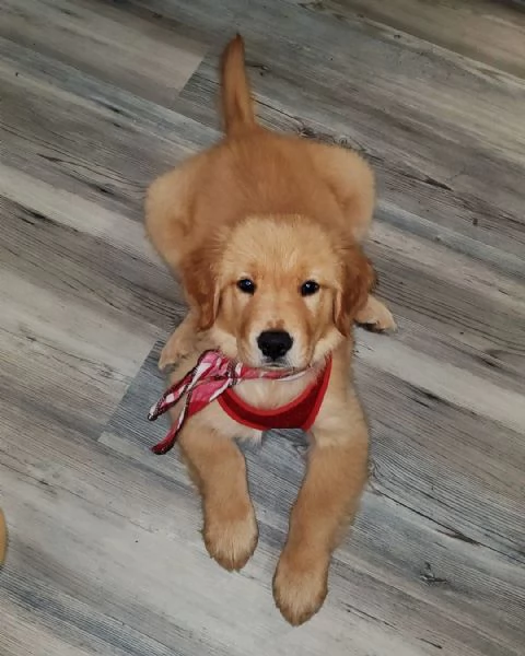 Cuccioli di Golden Retriever  Maschio e Femmina