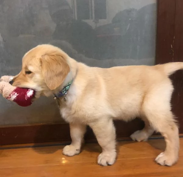 Cuccioli di Golden Retriever  Maschio e Femmina | Foto 0