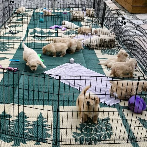 Cuccioli di Golden Retriever Disponibili  | Foto 2