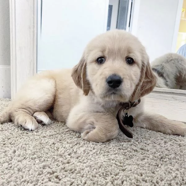 Cuccioli di Golden Retriever ben addestrati | Foto 1
