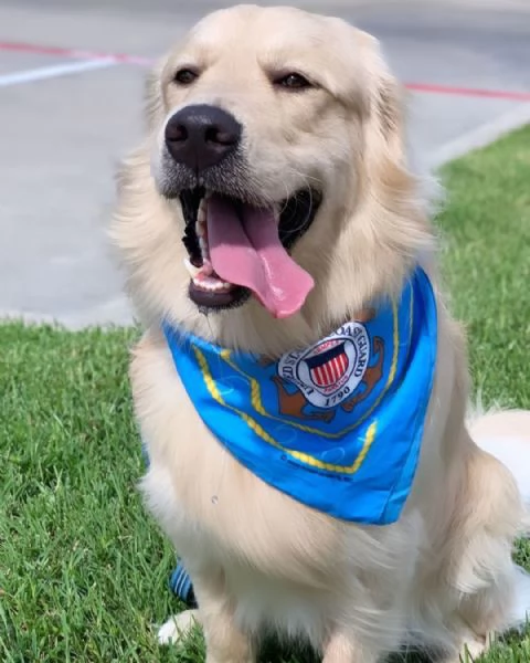 Cuccioli di Golden Retriever ben addestrati | Foto 0