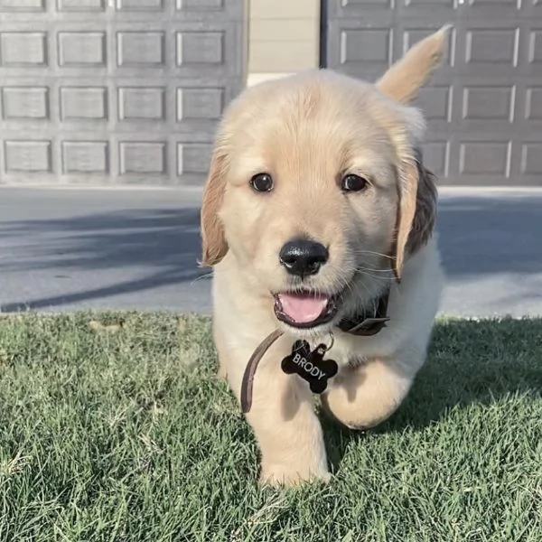 Cuccioli di Golden Retriever ben addestrati