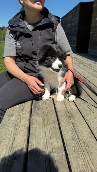 Cuccioli Border Collie  Adottali e cambia la loro vita e la tua | Foto 0