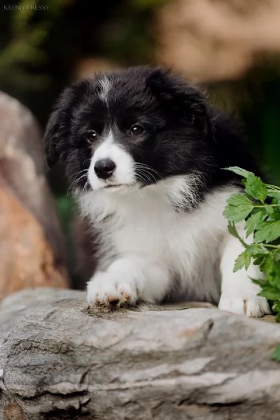 Cuccioli Border Collie  Adottali e cambia la loro vita e la tua