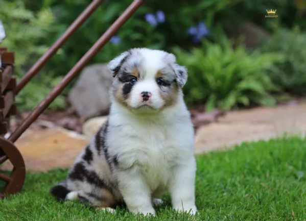 Border Collie in adozione  Energia intelligenza e tanto affetto