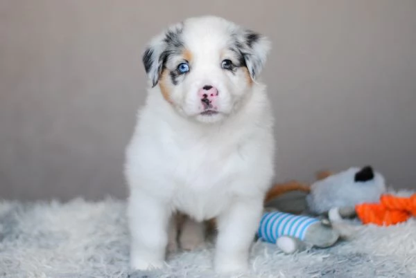 Adozione Border Collie  Intelligenza amore e tanto affetto | Foto 0