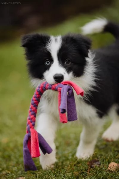 Regalo responsabilmente cuccioli Border Collie
