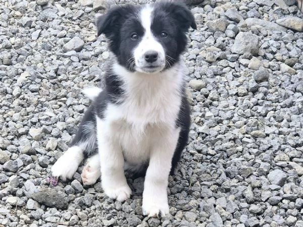 Cuccioli Border Collie  Adottali e cambia la loro vita e la tua