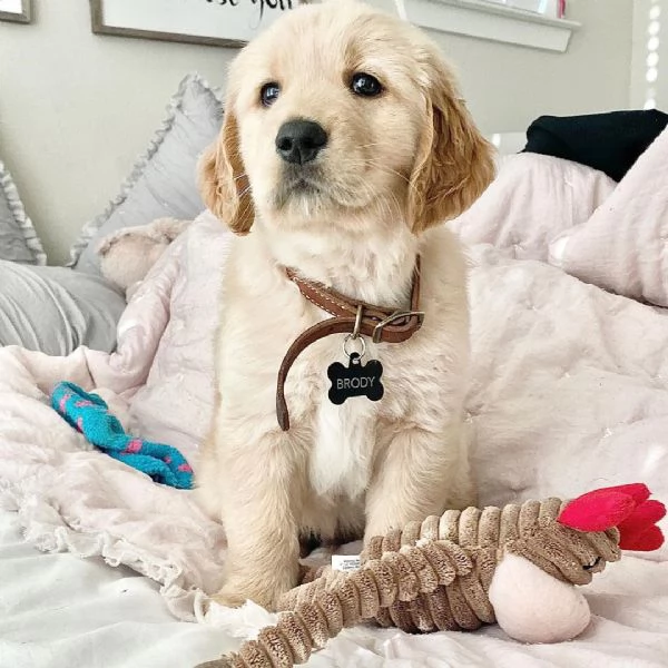 Bellissimi cuccioli di Golden Retriever