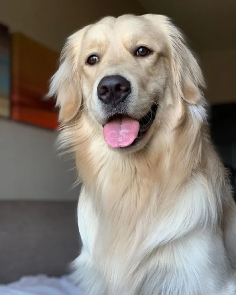 Cuccioli di Golden Retriever Disponibili  | Foto 1