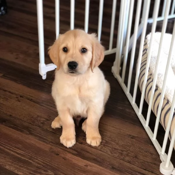 Cuccioli di Golden Retriever Disponibili  | Foto 2