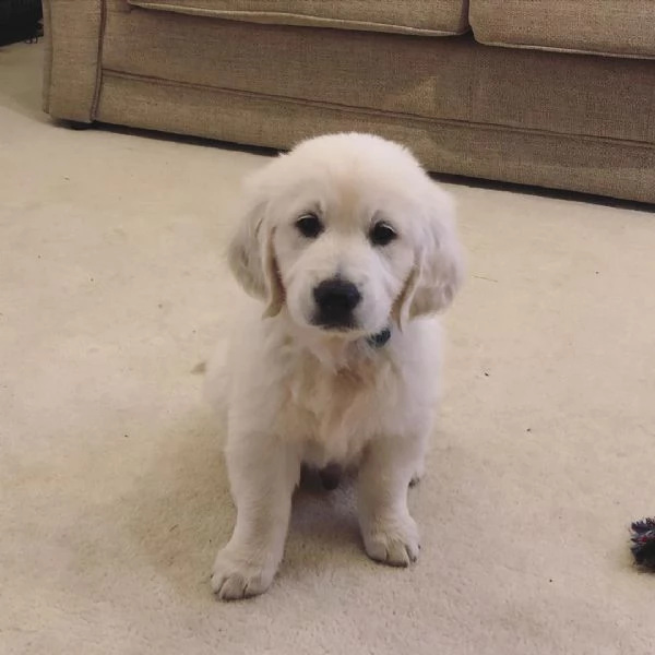 Cuccioli di Golden Retriever Disponibili 
