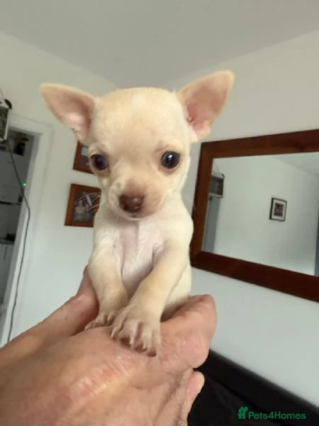 Chihuahua
