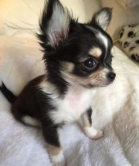 Chihuahua | Foto 1