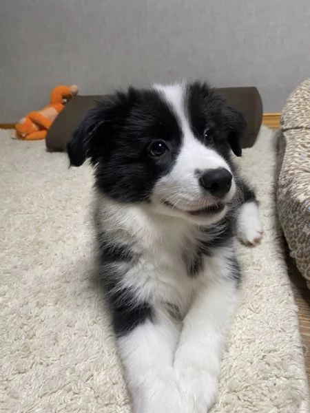 Adozione Border Collie  Intelligenza amore e tanto affetto