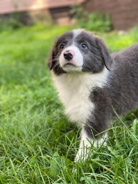 Cuccioli Border Collie  Pronti a conquistarti con il loro sguardo | Foto 0