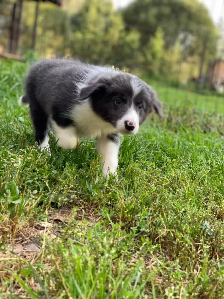Cuccioli Border Collie  Pronti a conquistarti con il loro sguardo