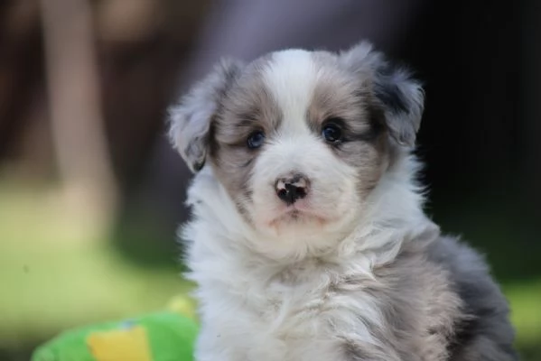 Border Collie cuccioli  Adotta un piccolo genio del mondo canino