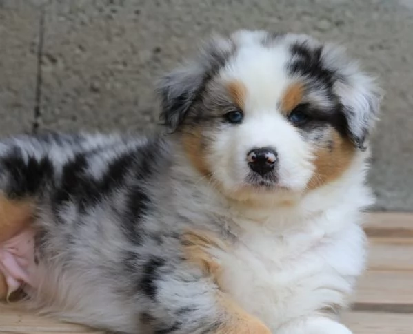 Adozione Border Collie  Intelligenza amore e tanto affetto