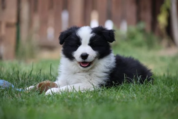 Border Collie cuccioli  Adotta un piccolo genio del mondo canino