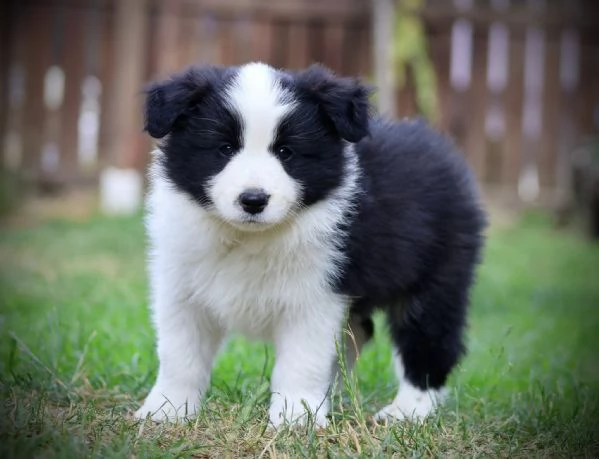 Border Collie cuccioli  Adotta un piccolo genio del mondo canino | Foto 0