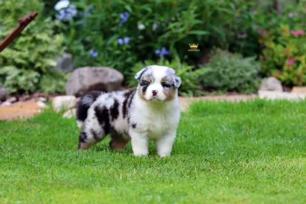 Cerchi un cucciolo Border Collie Eccoli qui pronti per te
