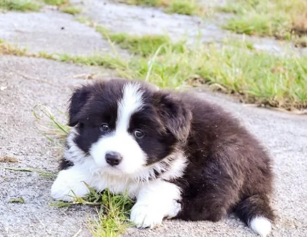 Border Collie in adozione  Energia intelligenza e tanto affetto | Foto 0