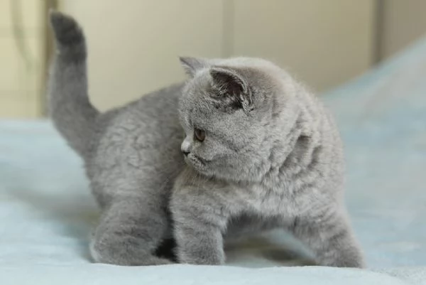 Gattini British Shorthair | Foto 0