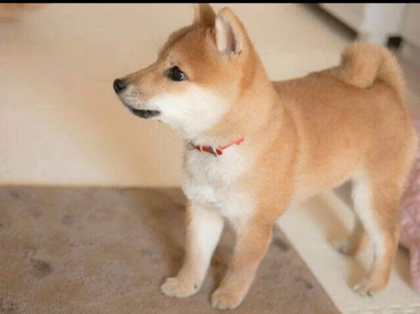 Shiba Inu cuccioli maschio e femmina | Foto 0
