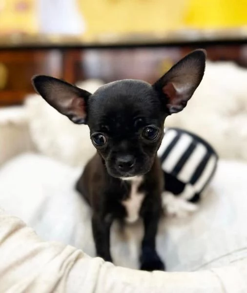 Chihuahua Toy cuccioli maschio e femmina | Foto 1