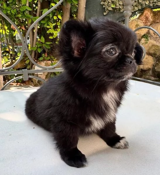 Chihuahua Toy cuccioli maschio e femmina