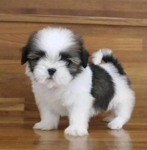ShihTzu Mini Toy cuccioli maschio e femmina