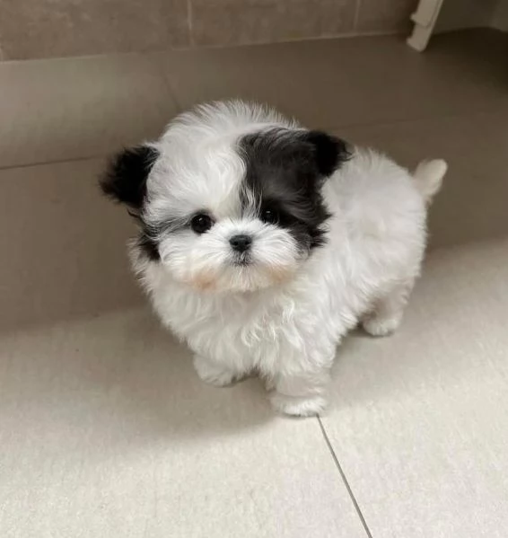 ShihTzu Mini Toy cuccioli maschio e femmina | Foto 0